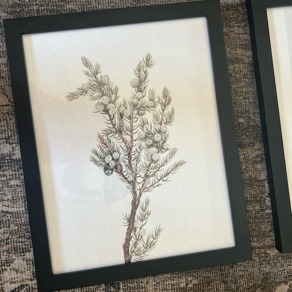 Framed Evergreen Branch Prints 12 x 15 - Picture 2 of 4